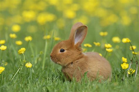 bunny cute pictures